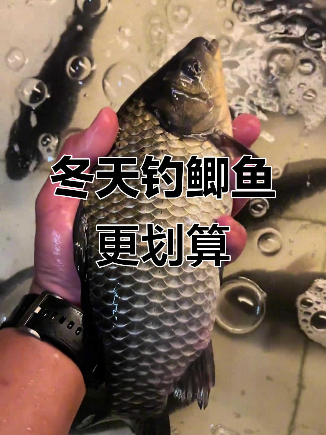 冬季钓罗非技巧视频(冬季钓罗非鱼方法)