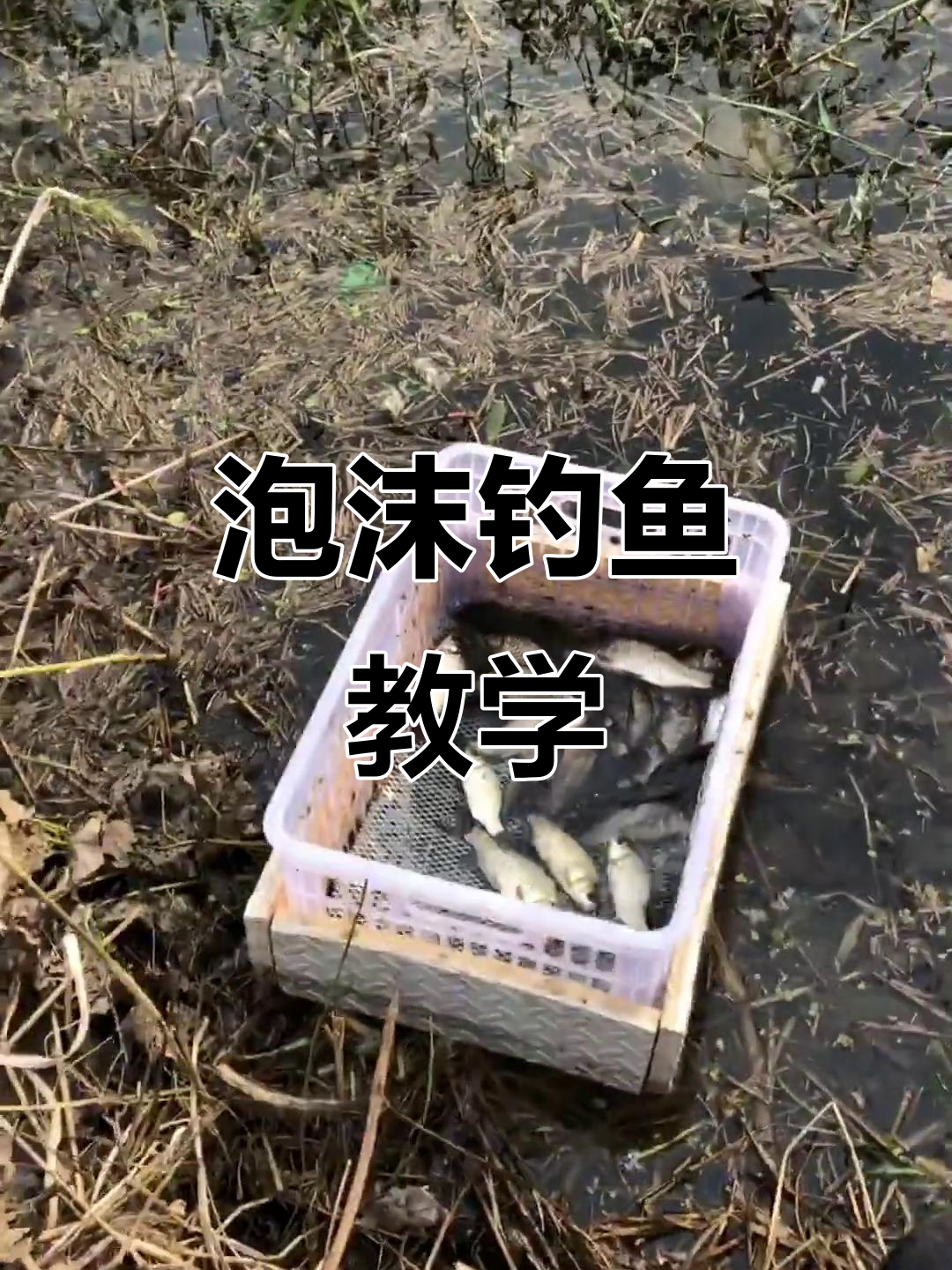 夏季逗钓鲤鱼技巧(逗钓鲤鱼怎么调漂)