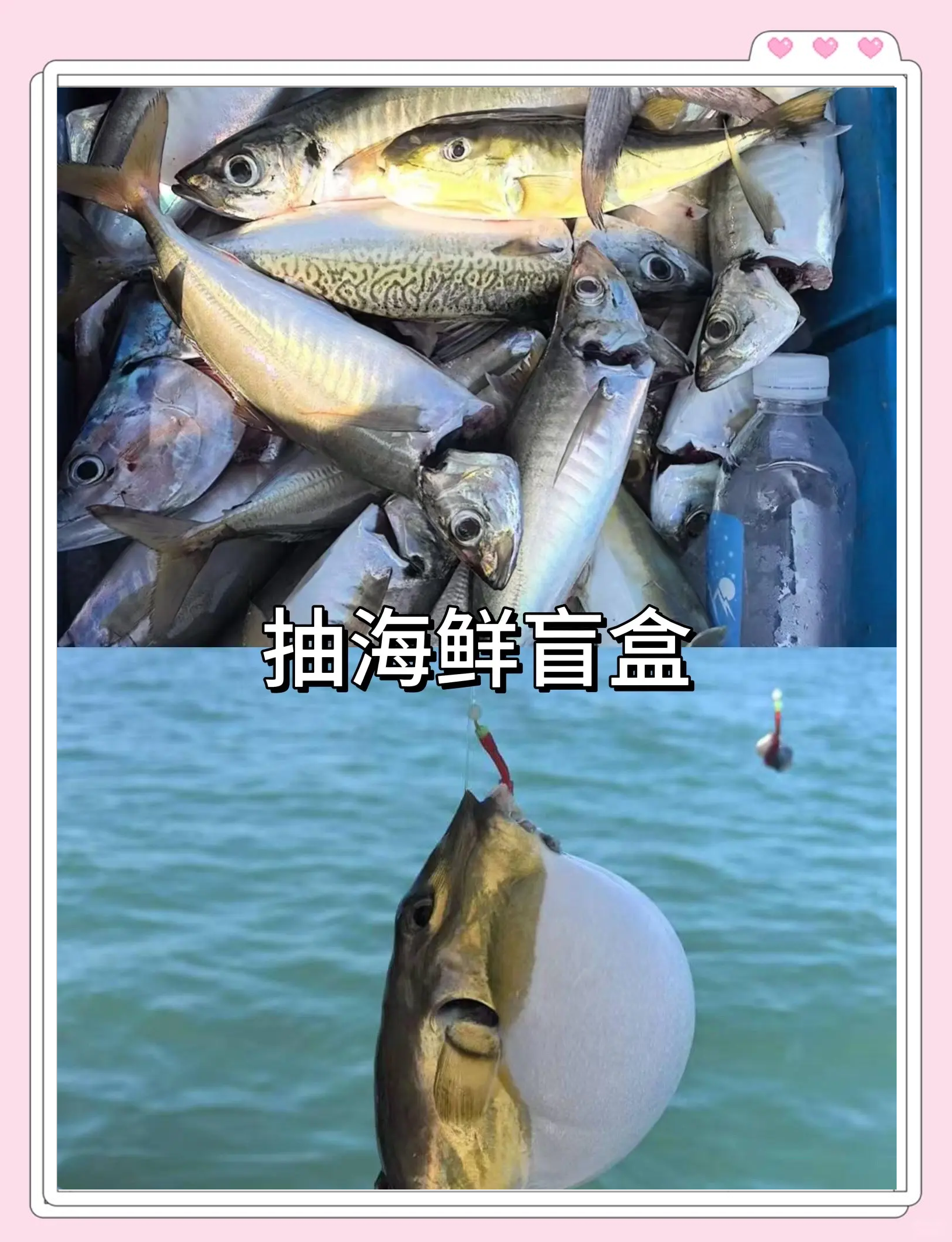 湛江海钓包船(湛江海钓鱼视频完整版)