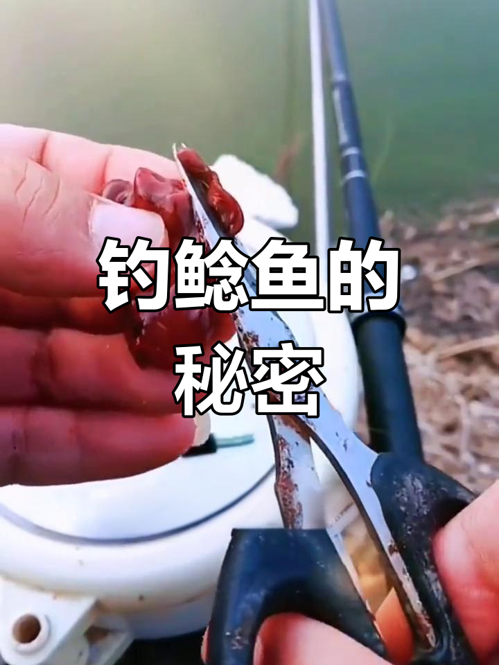 鲶鱼的钓法技巧(鲶鱼的垂钓方法)