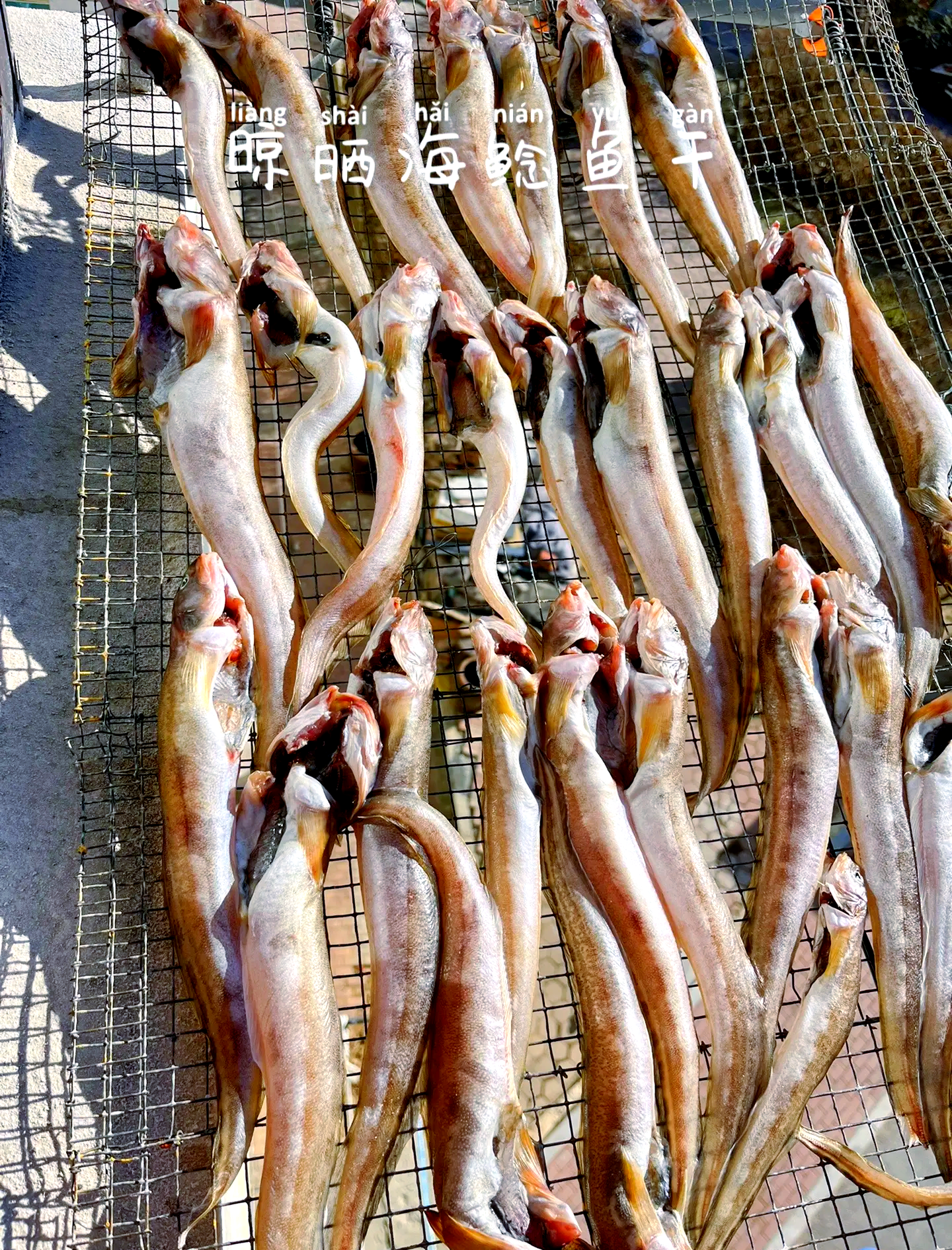 冷天鲶鱼技巧(路亚鲶鱼技巧)