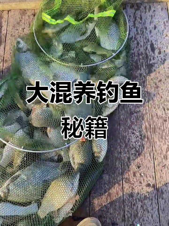 竞技混养的十大技巧(竞技混养饵料配方)