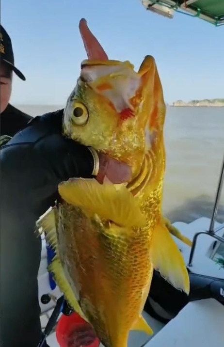 海钓狂拉1号(海钓拉流 钓法)