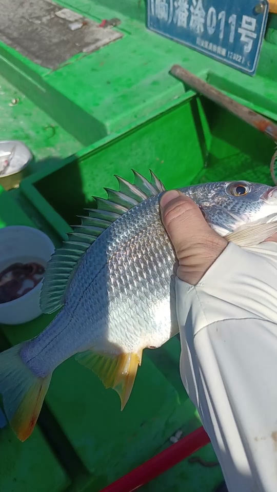 海钓狂拉1号(海钓拉流 钓法)