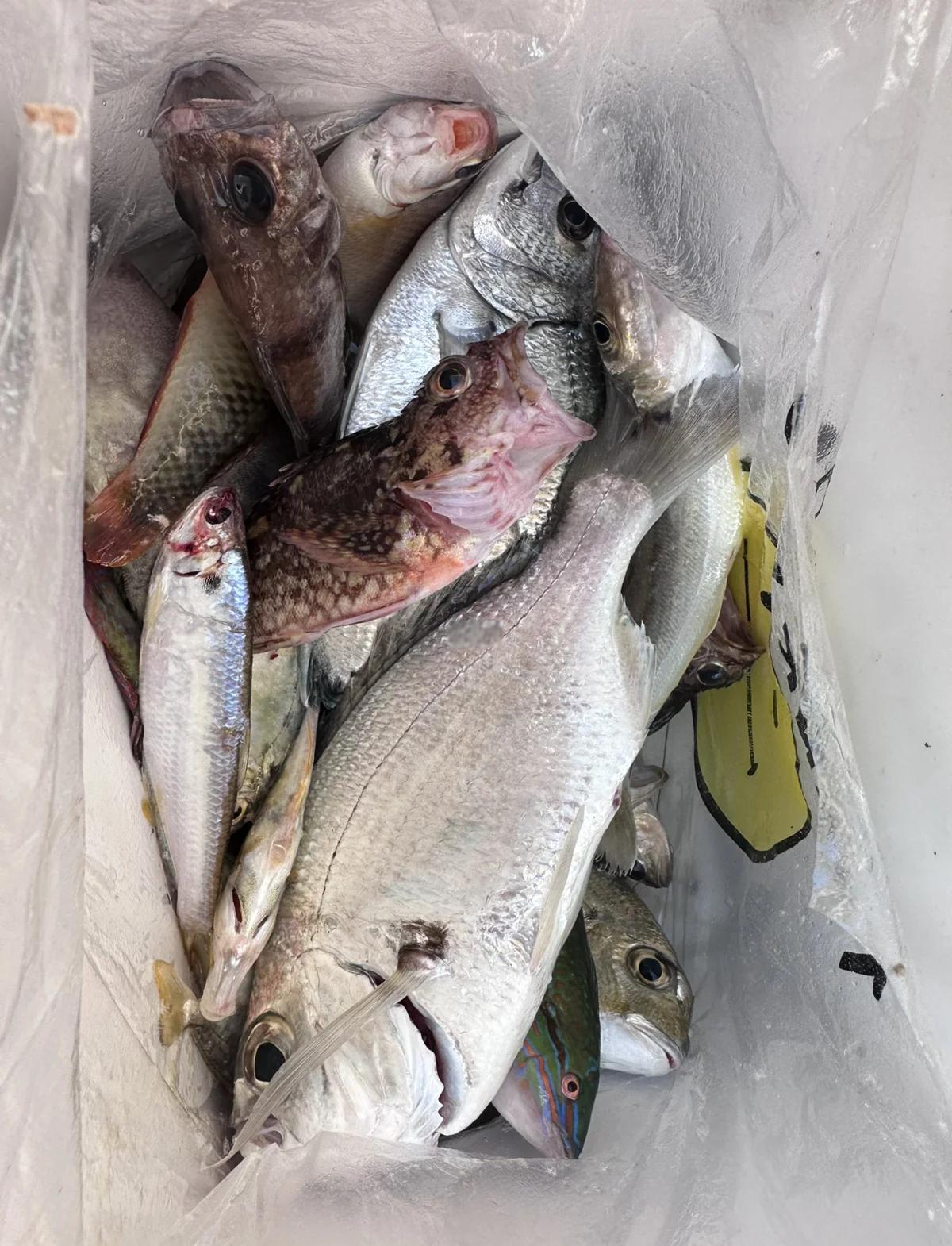 当前海钓什么鱼(海钓什么鱼线好)