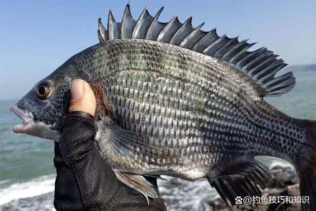 当前海钓什么鱼(海钓什么鱼线好)