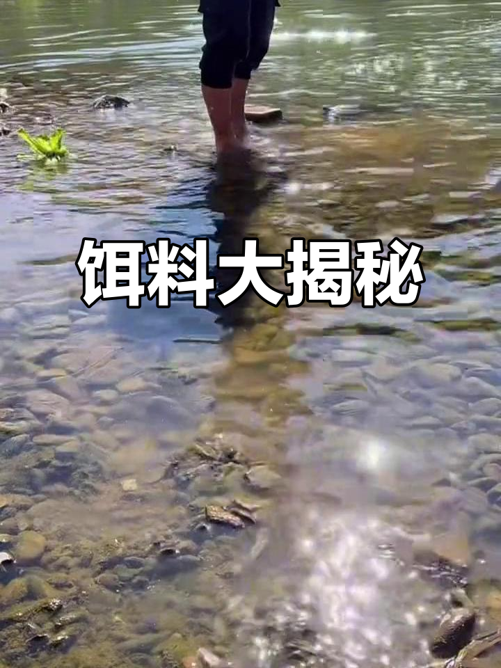 东区饵料效果如何(东区钓线)