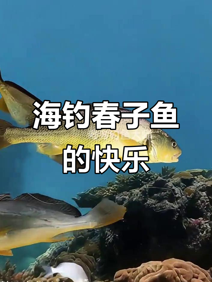 春晓海钓(春晓钓鱼都在哪钓)
