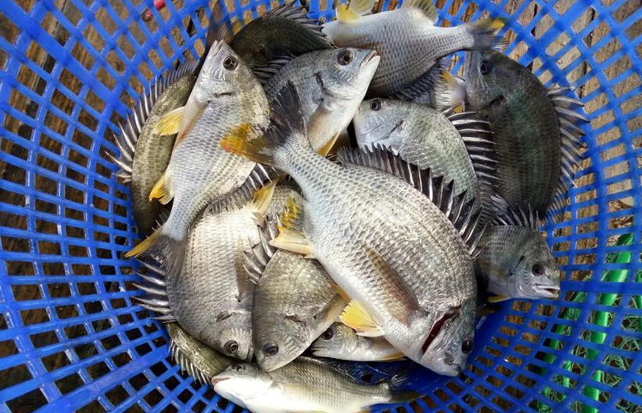 如何用海钓河鱼(海钓技巧钓海鱼技巧基础篇)