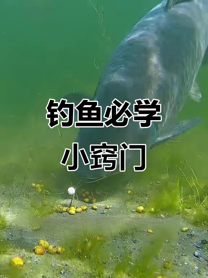 小暑怎样钓鱼技巧用饵(小暑有什么讲究吗)