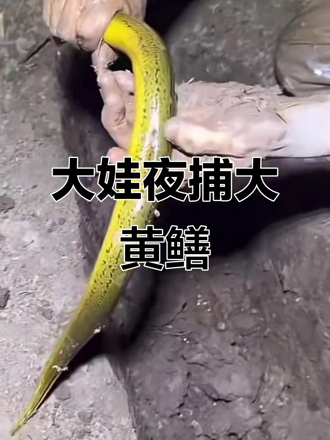 晚上抓黄鳝技巧(晚上抓黄鳝技巧视频)