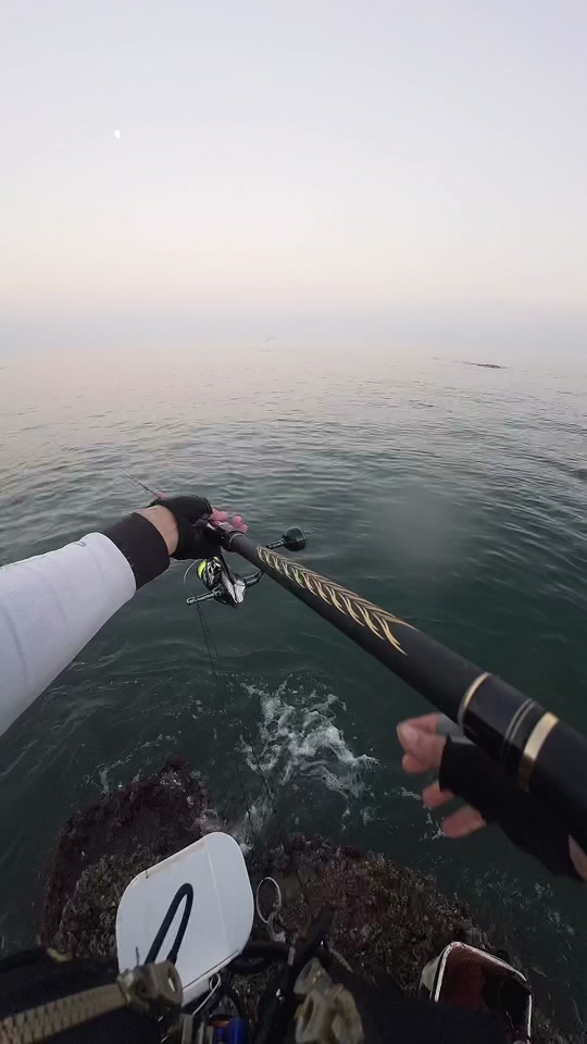 海钓怎么看阿波(海钓啊波线组)