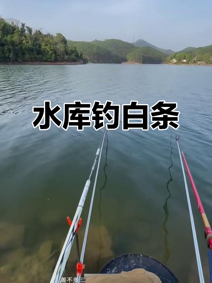 水库钓小白条技巧(水库小白条超多怎样钓鲫鱼)