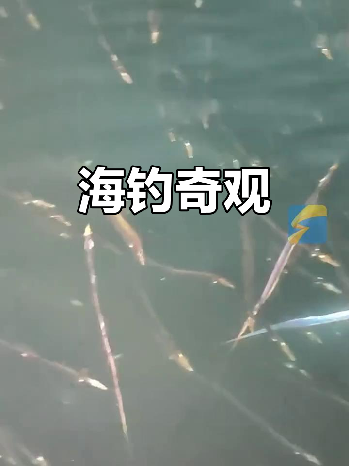 普兰店海钓群(海钓视频10000斤以上大鱼)
