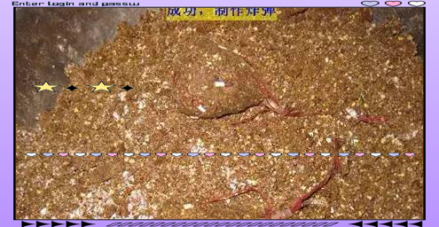 春季野钓爆炸钩技巧(春季爆炸钩饵料配方)