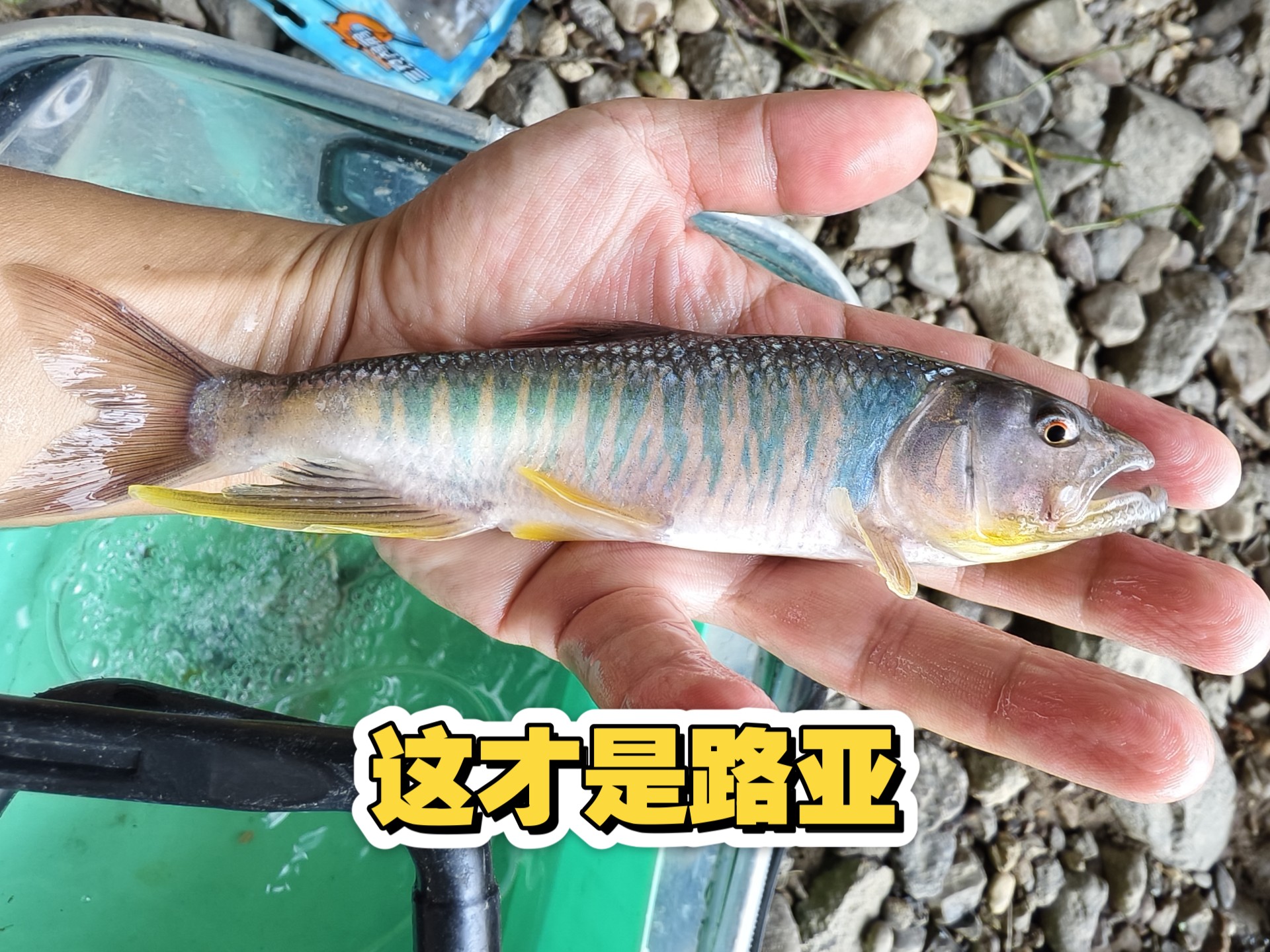 路亚仙人(钓鱼线和仙人指路区别)