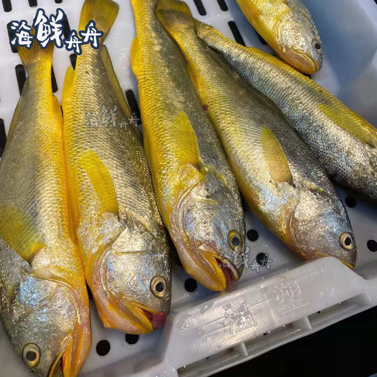 海钓肉鳝(海钓鲈鱼十句口诀)