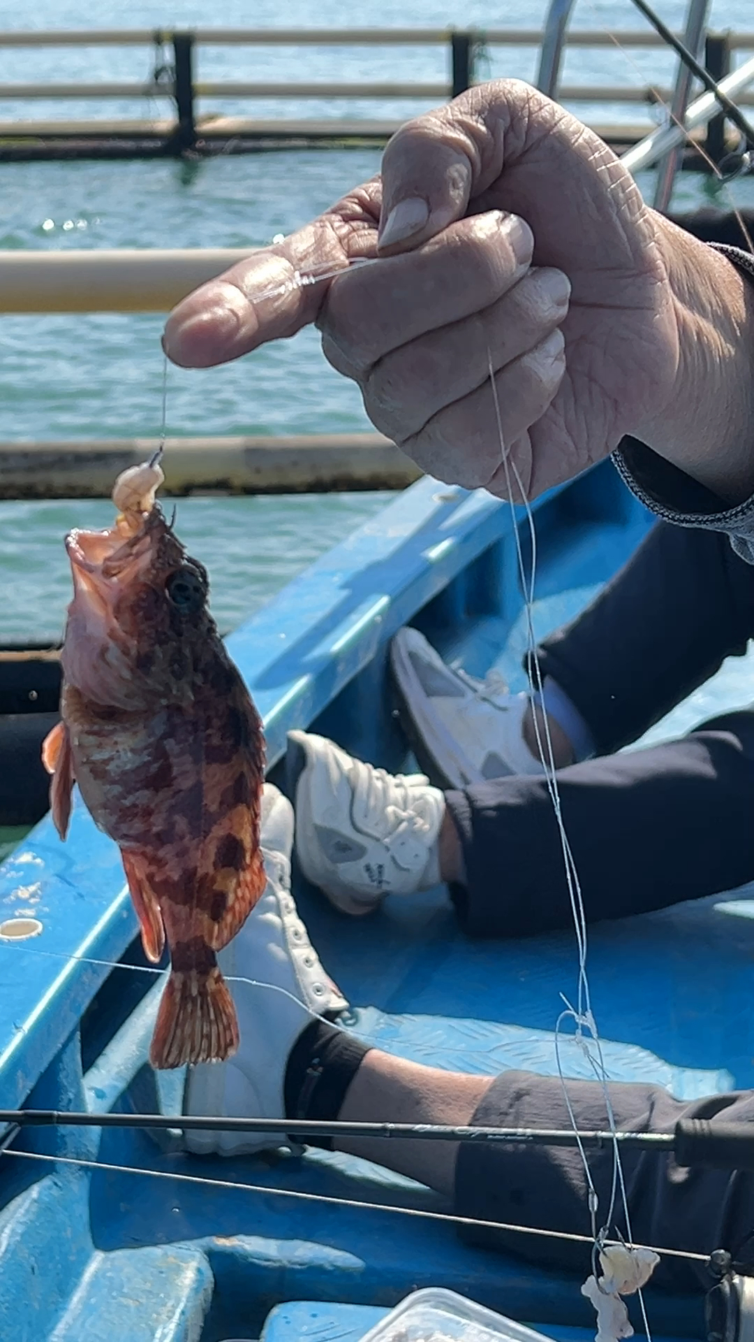 温岭8月海钓(温岭可免费钓鱼水库)