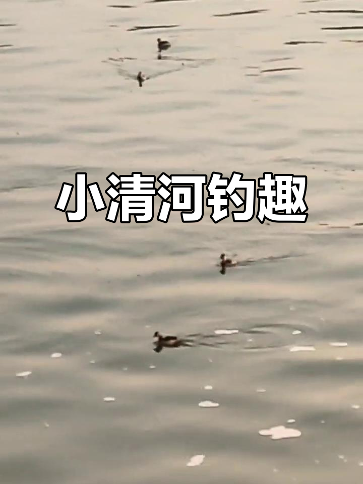 小清河用什么饵料钓鱼(小清河钓鱼用多长的杆子合适)