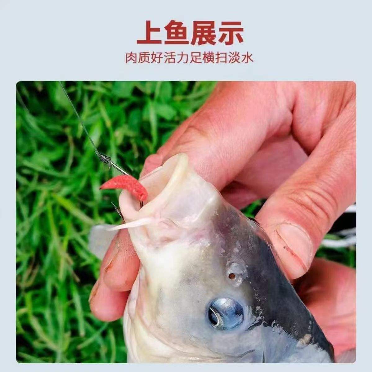 海钓肉蛆(海钓肉饵制作方法)