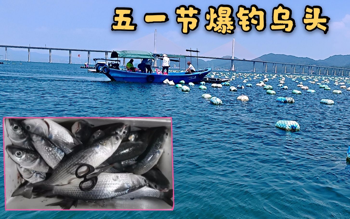 珠海钓乌头月份(广东海围钓乌头视频)
