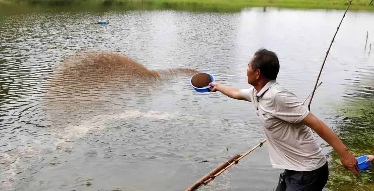 雨天黑坑钓草鱼技巧(下雨天黑坑草鱼好钓吗)