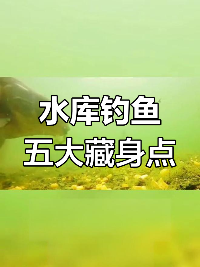 大型水库野钓技巧(大型水库野钓技巧和方法)