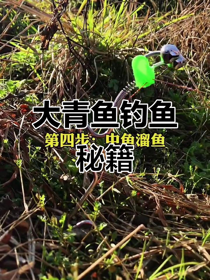 钓青鱼技巧网(钓青鱼教学视频)