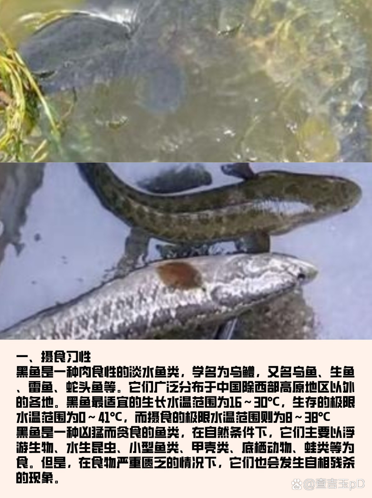 威海钓淡水黑鱼(威海钓淡水黑鱼怎么钓)