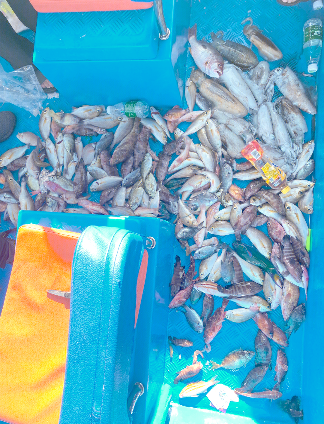 海钓冬天深圳(深圳冬季海钓)