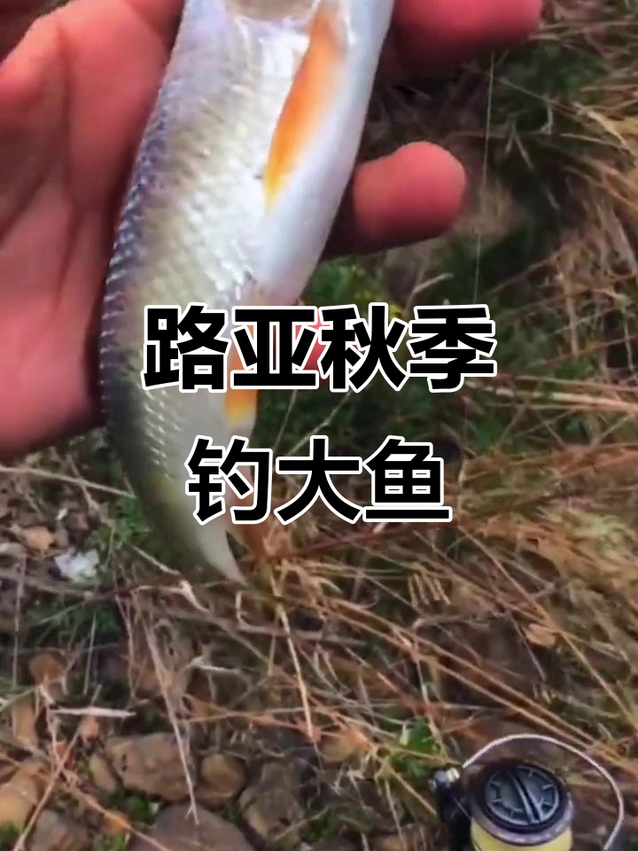 香港路亚钓(香港野钓)