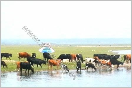 凉城岱海钓鱼(凉城岱海有什么好玩的)