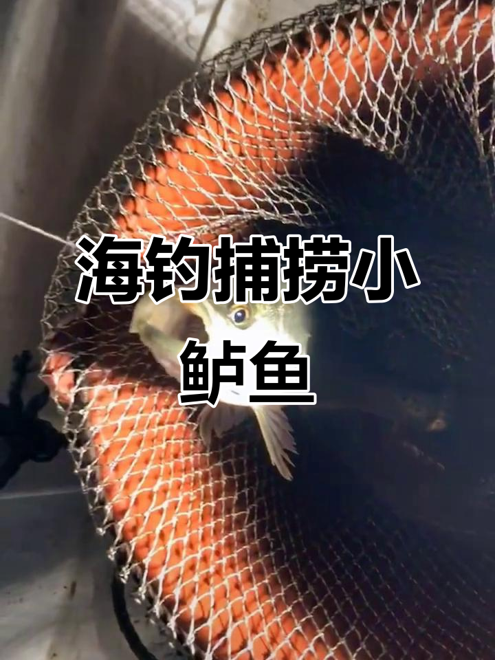 夜钓鲈鱼的方法和技巧(夜钓淡水鲈鱼技巧)