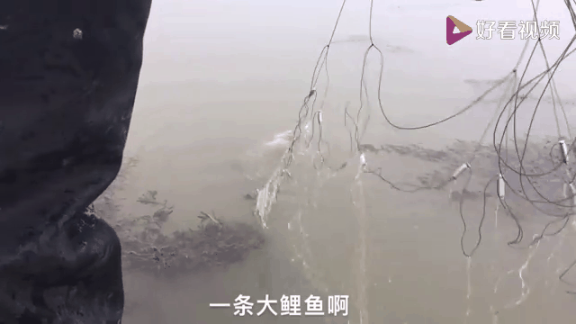 地笼池塘捕鲫鱼技巧(地笼捕鲫鱼用什么饵料)