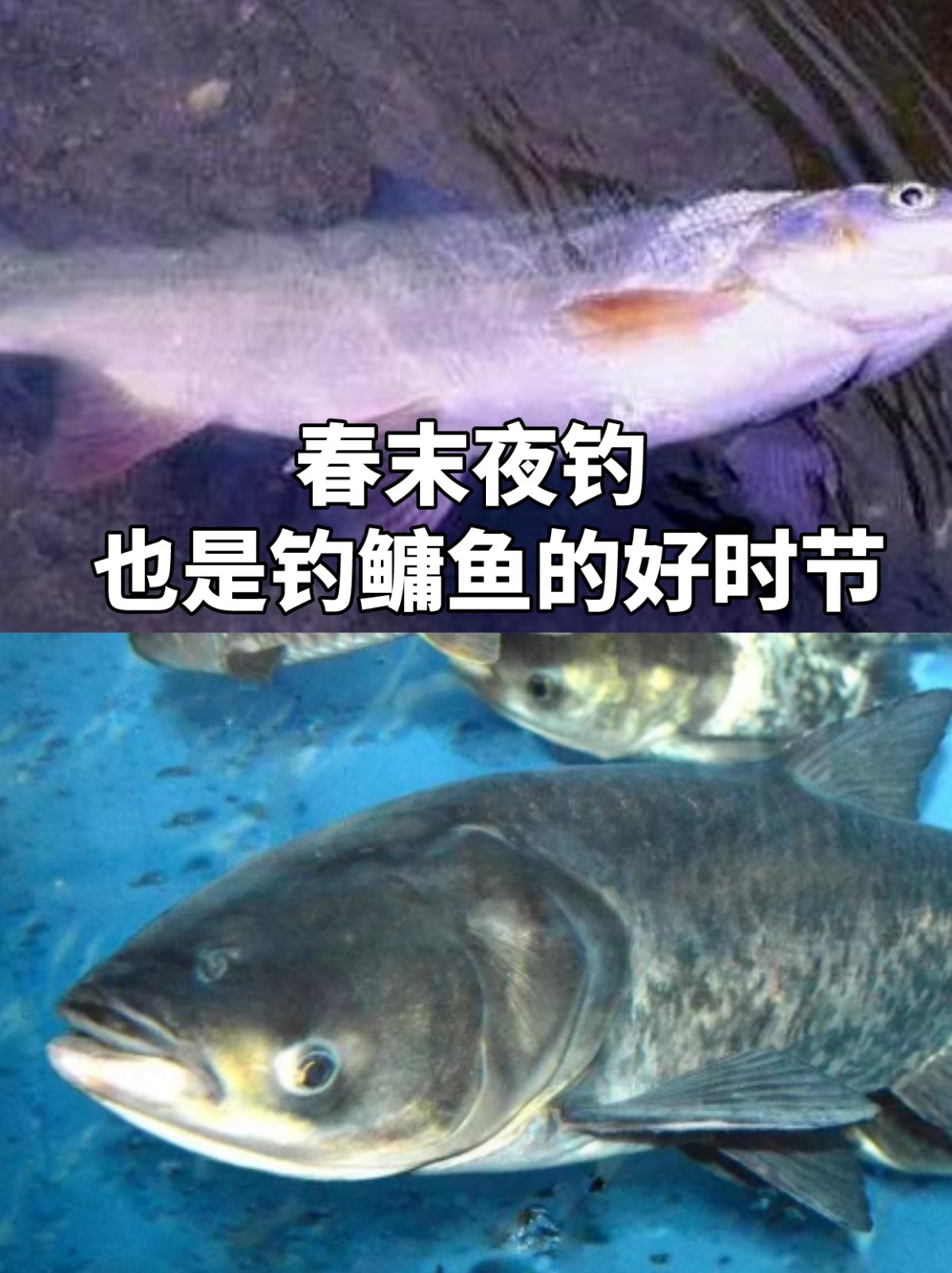 秋季钓胖头鱼的技巧(冬钓胖头鱼垂钓饵料)
