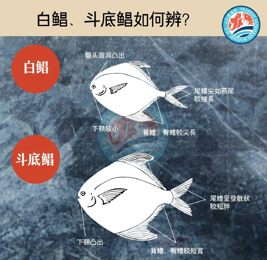 池钓白鲳鱼技巧(如何垂钓白鲳鱼)