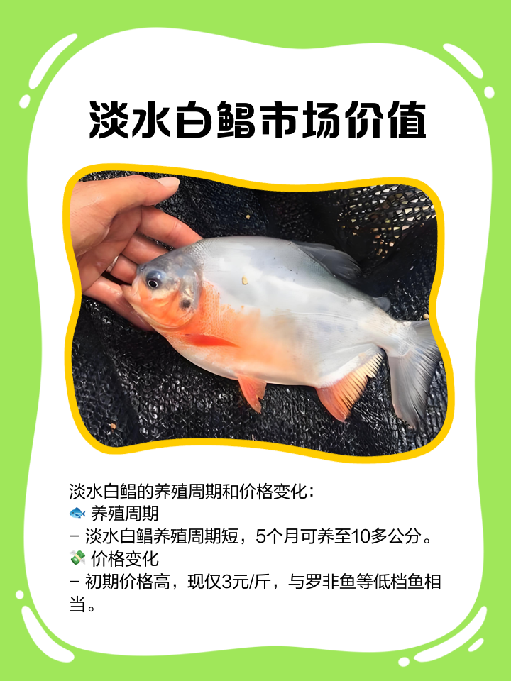 池钓白鲳鱼技巧(如何垂钓白鲳鱼)