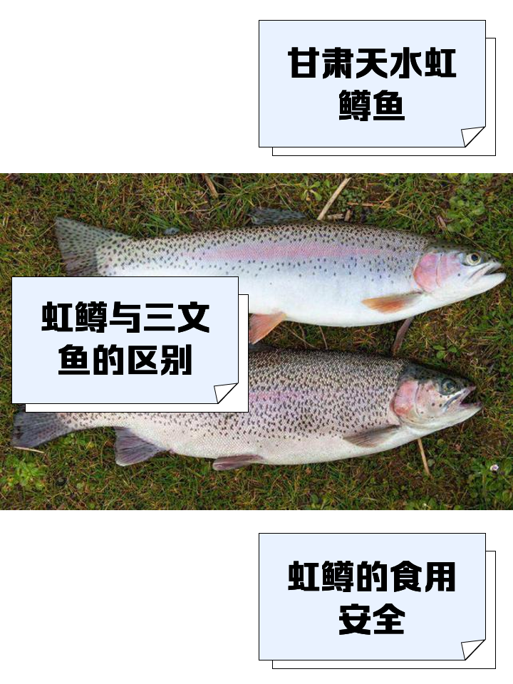 钓虹鳟鱼用技巧(钓虹鳟鱼用技巧吗)