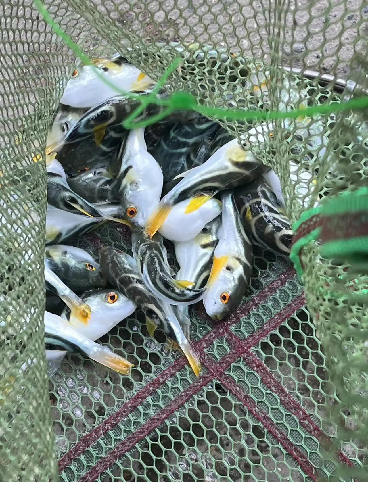 海钓全是河豚鱼(海钓河豚闹的厉害用什么饵可以避开)