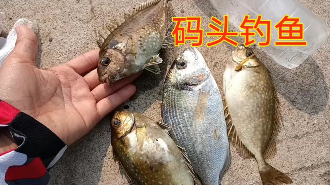 钓鱼臭肚鱼技巧视频(钓鱼臭肚鱼技巧视频讲解)