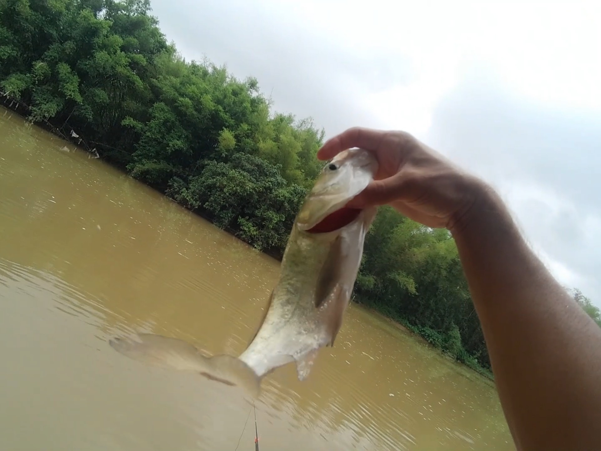 钓鱼臭肚鱼技巧视频(钓鱼臭肚鱼技巧视频讲解)