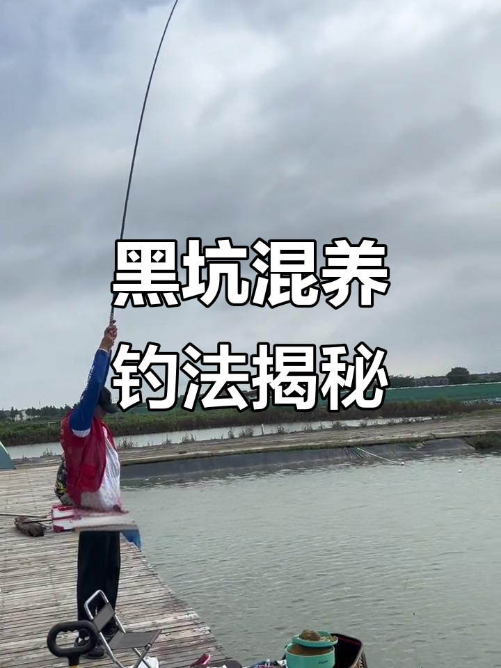 黑坑混养池钓鱼技巧(黑坑混养塘怎么钓)