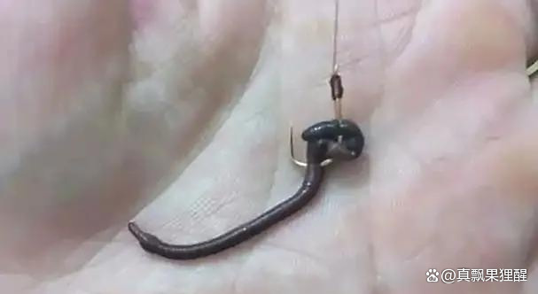蚯蚓浮漂找底技巧(蚯蚓钓鱼漂相视频)