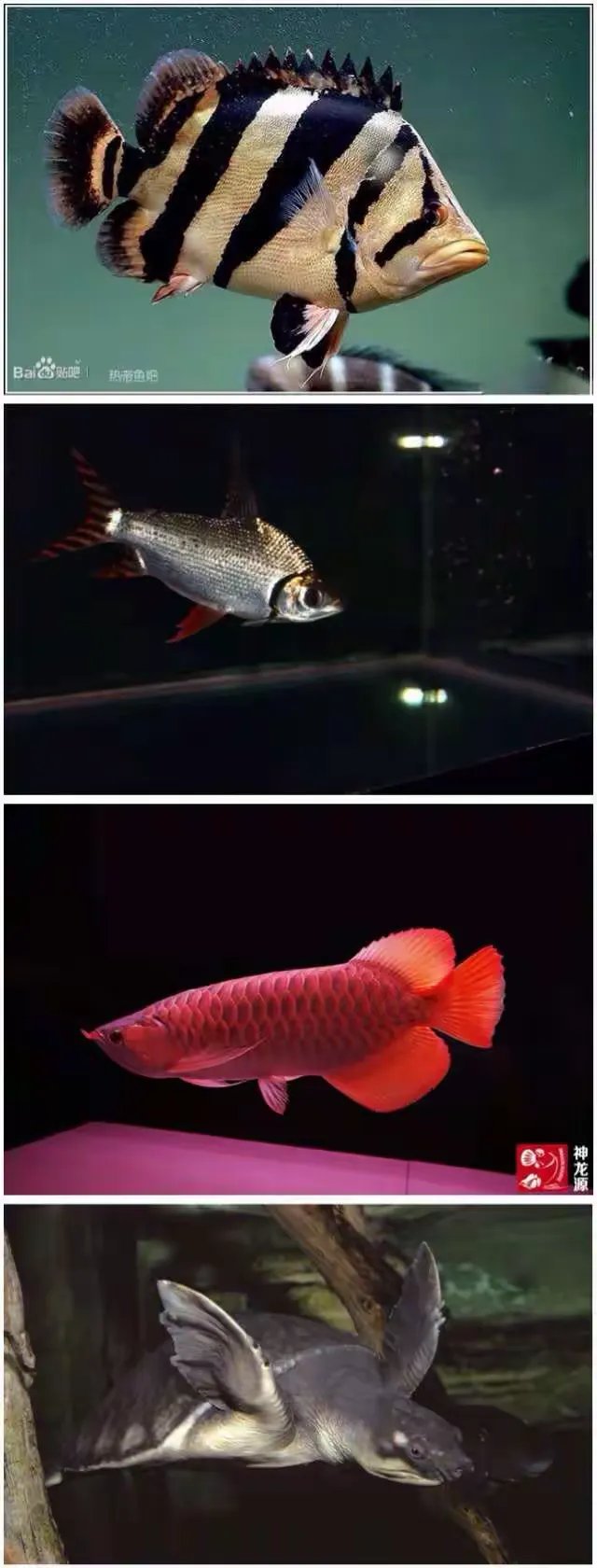 阳光水族渔具怎么样(阳光渔场可以钓到什么)