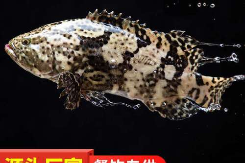 珍珠塘钓鱼技巧(珍珠塘钓鱼技巧视频)