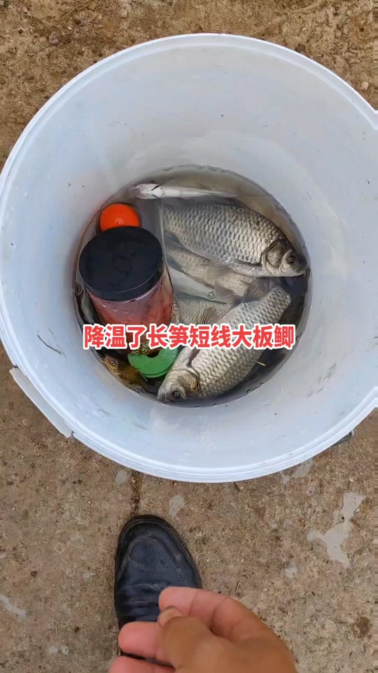 珍珠塘钓鱼技巧(珍珠塘钓鱼技巧视频)
