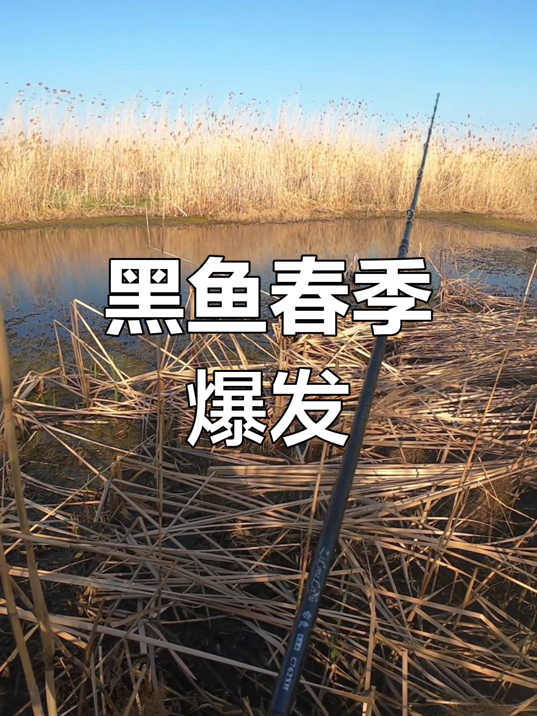 路亚黑鱼春季(路亚黑鱼最晚到几月份)
