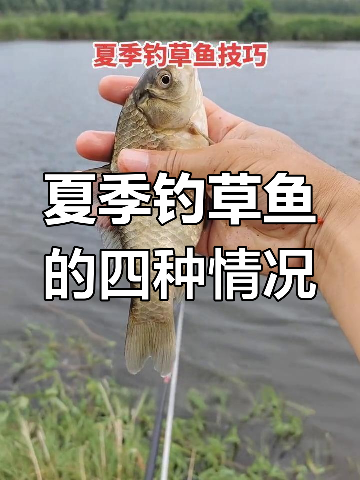 10月份钓草鱼技巧(十月钓草鱼)