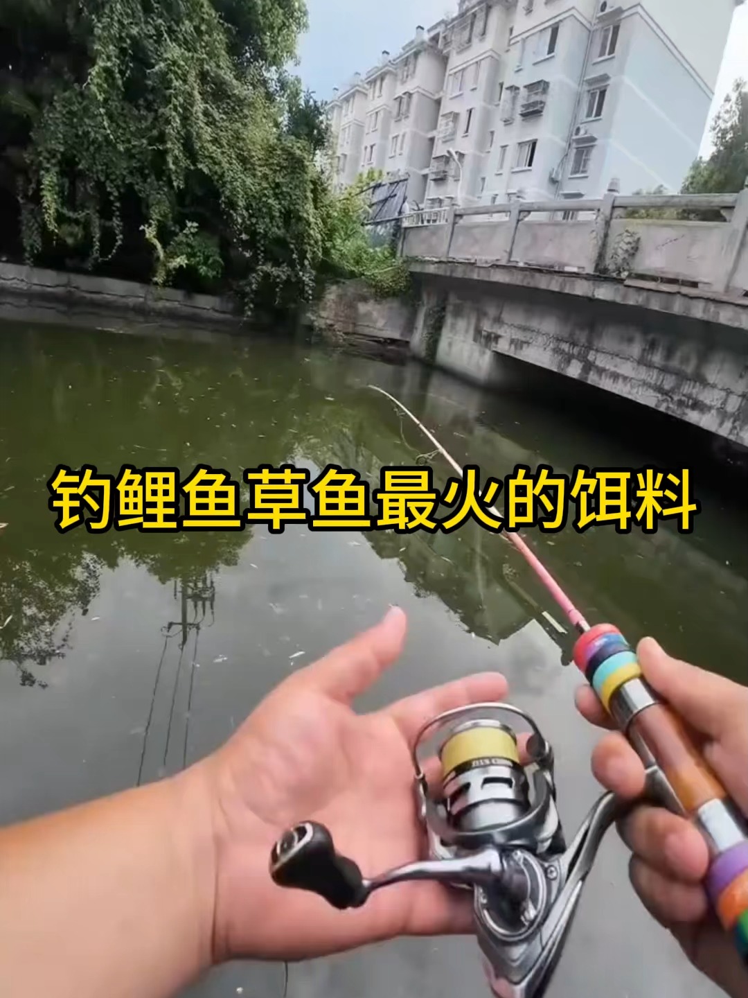 浙江鲤鱼用什么饵料钓(浙江 鲤鱼)