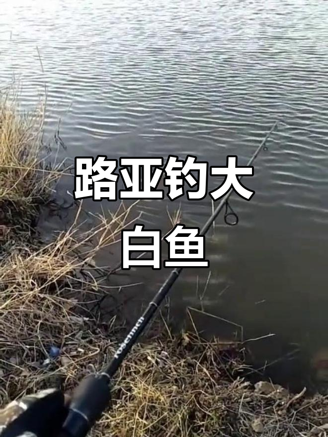 太湖路亚白鱼(太湖白鱼今日价)